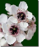 Manuka_thumb[4]