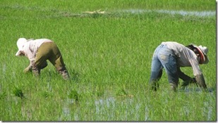 IMG_6188_thumb[1]_thumb[1]